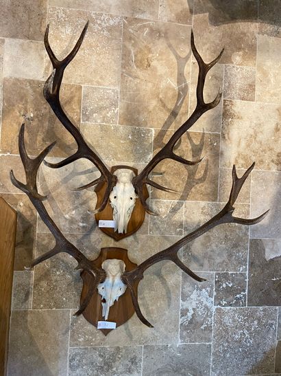 Two deer massacres on crest