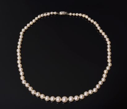 COLLAR composed of a strand of white cultured...