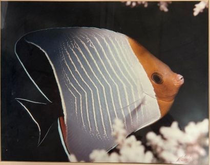 ANONYME (XX)
Poisson, 1987
Impression photographique...