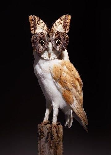 NANCY FOUTS (Américaine, née en 1945) 
Owl...