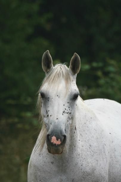 N'EST CE PAS D'EPONA - poulinière
RESULTAT...