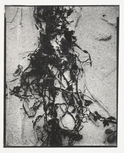 Paul STRAND (1890-1976)

Dried Seaweed, New...