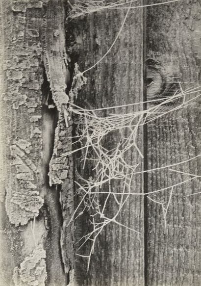 Piet ZWART (1885-1977)

Berijpt spinrag,...
