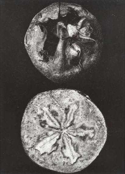 Ernst FUHRMANN (1886-1956)
Ernst FUHRMANN
(1886-1956)
Rosa...