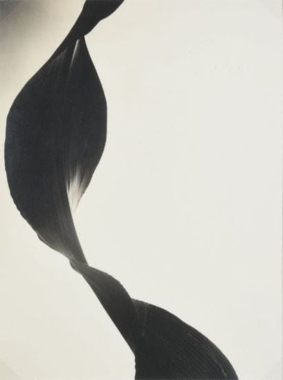 Barbara MORGAN (1900-1992)

Cornleaf, 1947

Tirage...