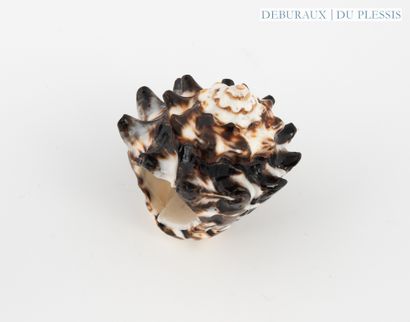Bague coquillage.
TDD 57