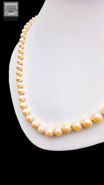 Collier de perles de culture en chute
Fermoir...