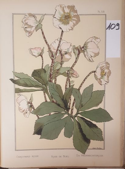 GRASSET, Eugène
The plant and its ornamental...