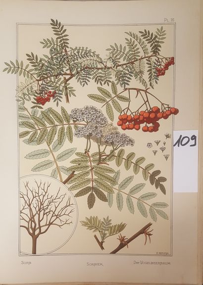 GRASSET, Eugène
The plant and its ornamental...