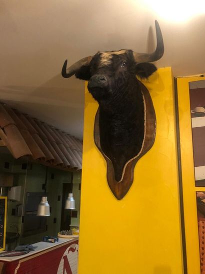 Tête de taureau empaillée