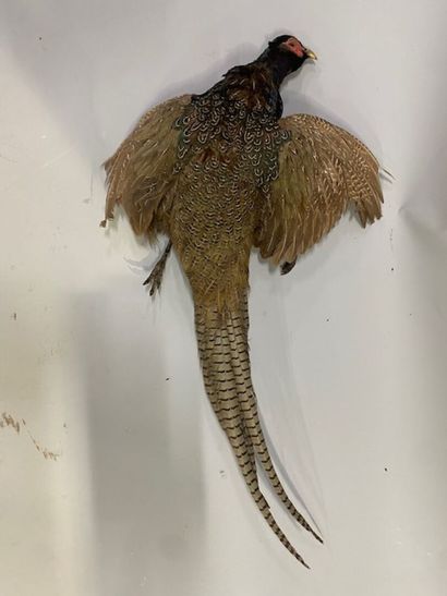 A stuffed pheasant
Michel VAILLIER - tax...