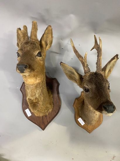 A stuffed brocade head and a stuffed roe...