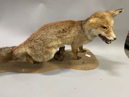 A stuffed fox
(one ear missing)
Michel VAILLIER...