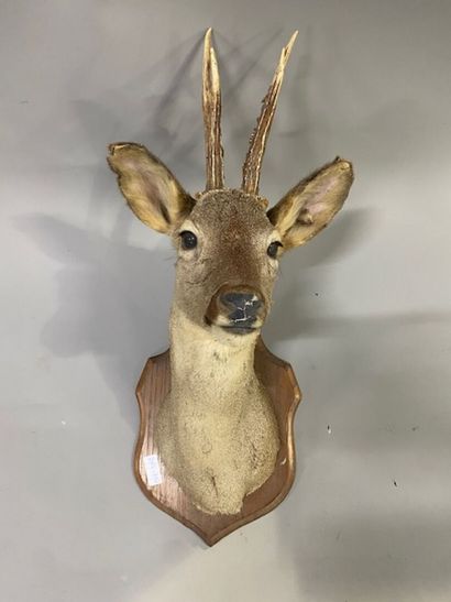 A stuffed deer head
(a few accidents)
Michel...