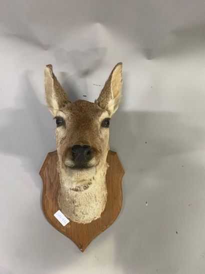 Une tête de biche empaillée
Christine BERTRAND...
