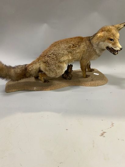 A stuffed fox
(one ear missing)
Michel VAILLIER...