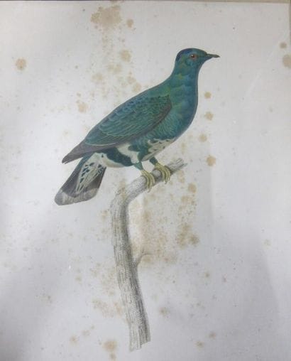 Entourage de BARABANT : 

Oiseaux

Suite...
