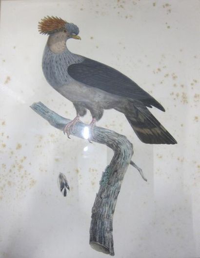 Entourage de BARABANT : 

Oiseaux

Suite...