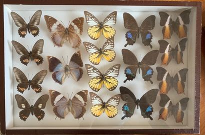 Two butterfly boxes.