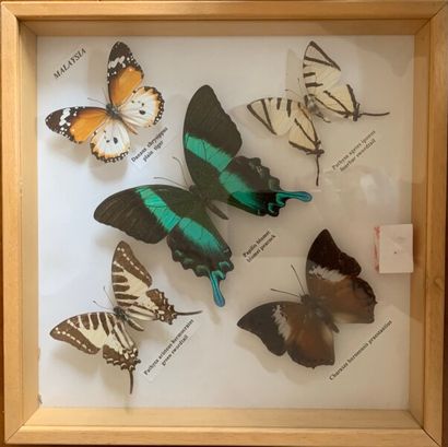 Two butterfly boxes.