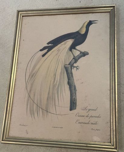 Lot de pièces encadrées : reproductions de...