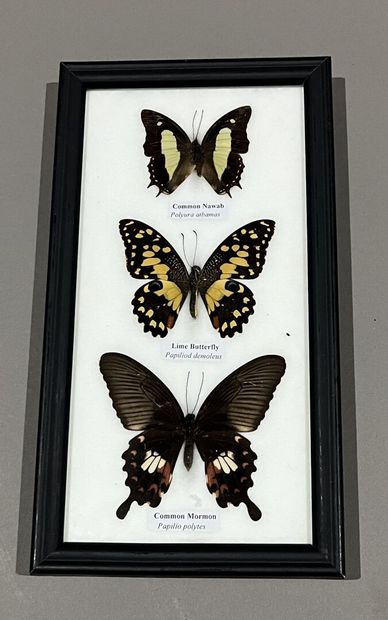 Four boxes of quilted butterflies, faded...