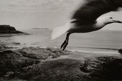 Alain BUJAK (né en 1965)
L'envol. Saint Malo,...