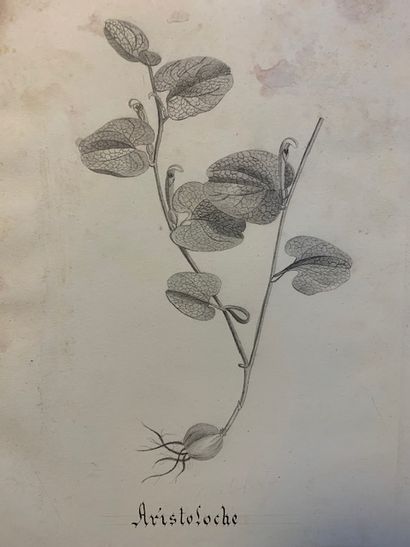 H63. Caroline OURSEL. Histoire Naturelle...