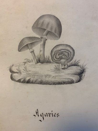 H63. Caroline OURSEL. Histoire Naturelle...