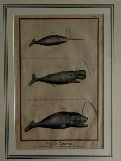 G18 Suite de sept gravures en couleur d'Histoire...