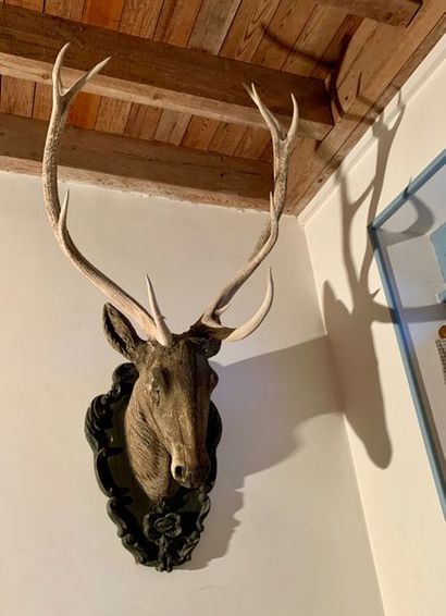 Important head of deer in carved wood, the...