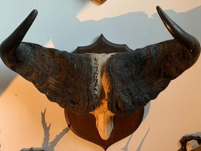 Set of four trophies of African animals,...