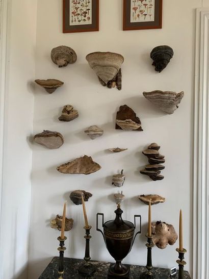 Set of about forty tree mushrooms, in the...