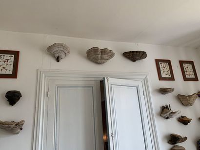 Set of about forty tree mushrooms, in the...