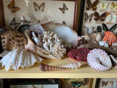 Important lot of shells, corals, sea urchins,...