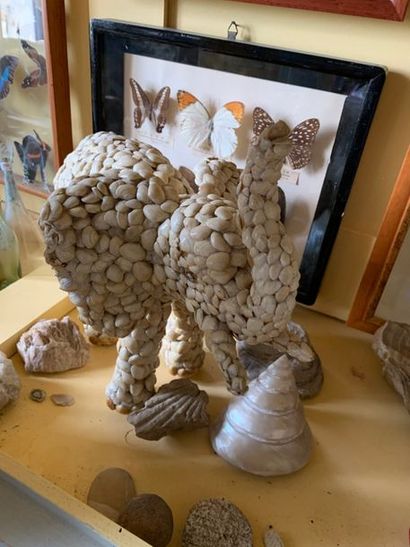 Important lot of shells, corals, sea urchins,...