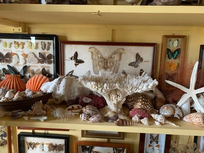Important lot of shells, corals, sea urchins,...