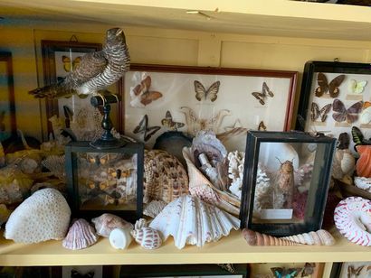 Important lot of shells, corals, sea urchins,...
