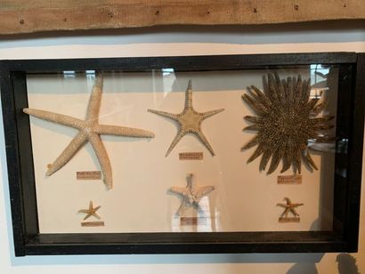 Important lot of shells, corals, sea urchins,...