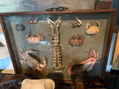 Important lot of shells, corals, sea urchins,...