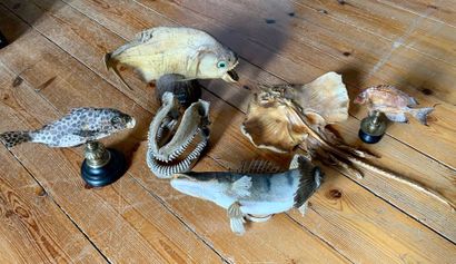 Lot of naturalized fish: a skate, a piranha,...