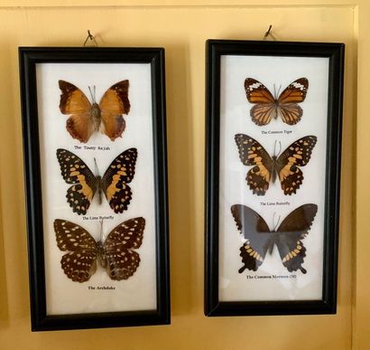 Set of nineteen frames of various butterflies...