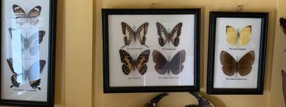 Set of nineteen frames of various butterflies...