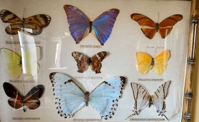 Set of twelve frames of various butterflies,...