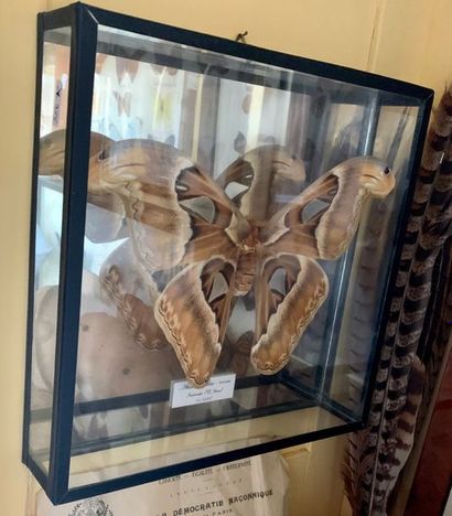 Set of twelve frame boxes of butterflies...