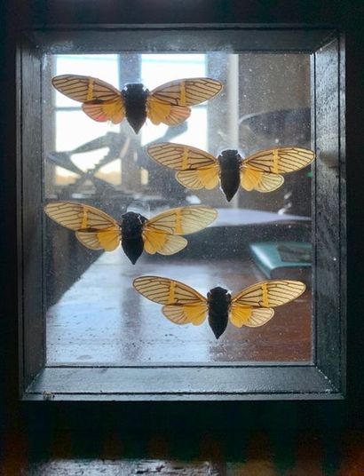 Set of twelve frame boxes of butterflies...