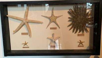 Glass box containing six starfish.