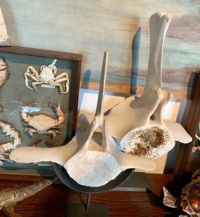 Two whale vertebrae.
Height: 33 and 42 c...