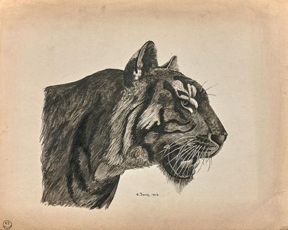 A. JOUVE (XXème siècle):
TÊTE DE TIGRE.
Encre...
