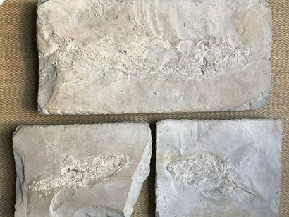 Fossilized fish. Three pieces. 56 x 28 cm...